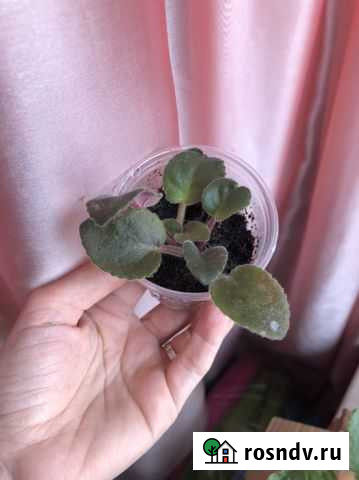 Фиалка Истра - изображение 1