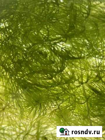 Растение для аквариума Чебоксары - изображение 1