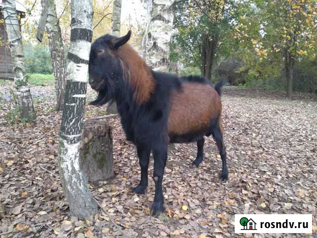 Чешский козел Волоколамск - изображение 1