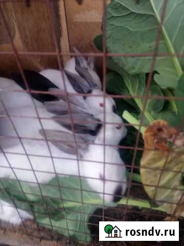 Калифорнийские кролики Владикавказ - изображение 1