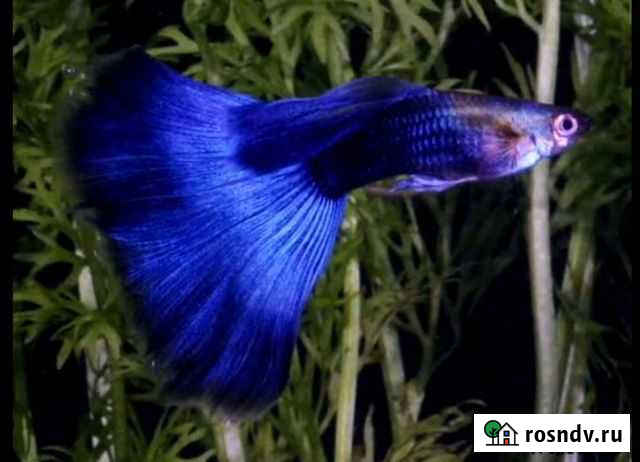 Аквариумные рыбки Златоуст - изображение 1