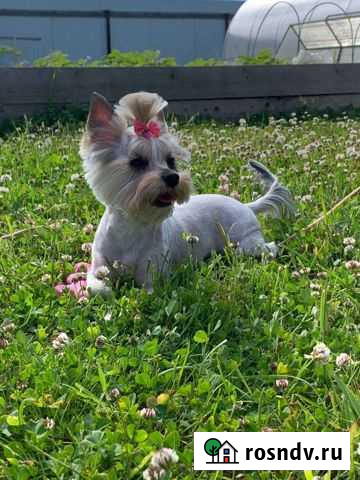 Йоркширский терьер мини беби фейс Пермь - изображение 1