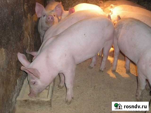 Принимаем заявки Ардатов - изображение 1