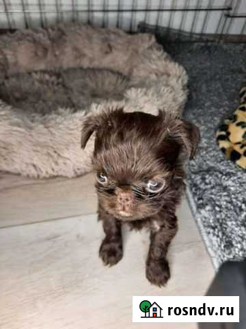 Шоколадный гриффон Мурманск - изображение 1