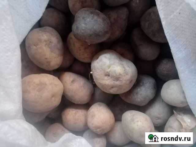 Картофель Энгельс - изображение 1