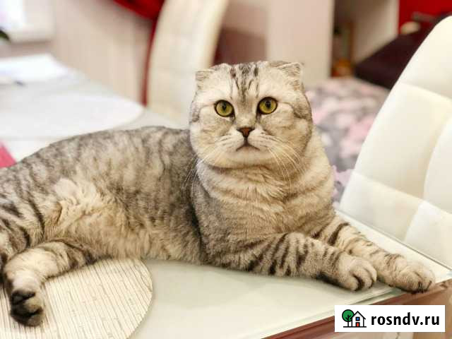 Вязка вислоухого кота Электросталь - изображение 1