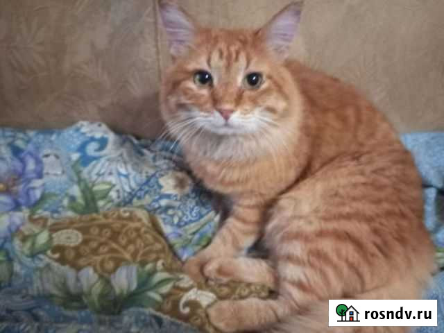 Рыжее чудо Казань - изображение 1