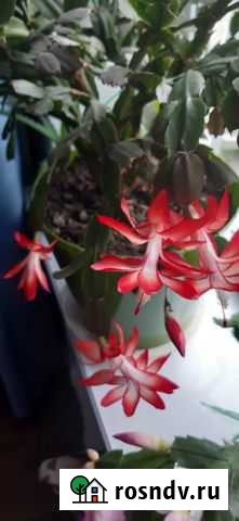 Декабрист в ассортименте(красный,розовый и белый) Вологда - изображение 1