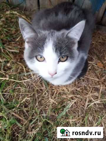 Котенок в добрые руки Альметьевск - изображение 1