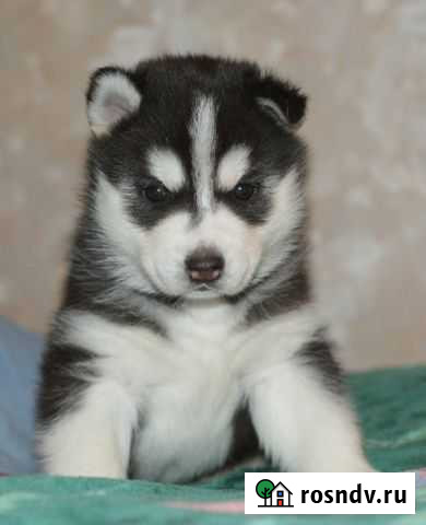 Сибирский хаски Курск - изображение 1
