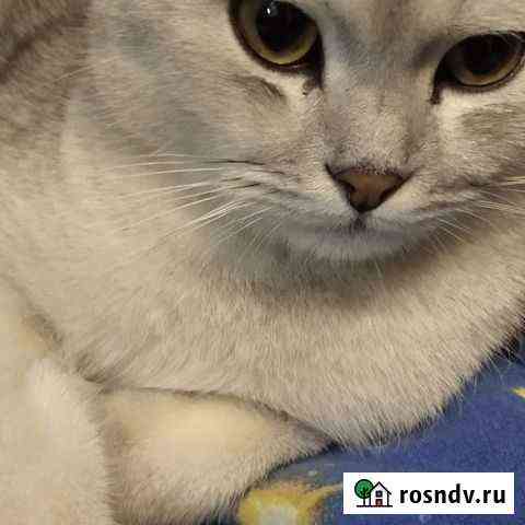 Кот ожидает кошечку для близкого знакомства Рославль