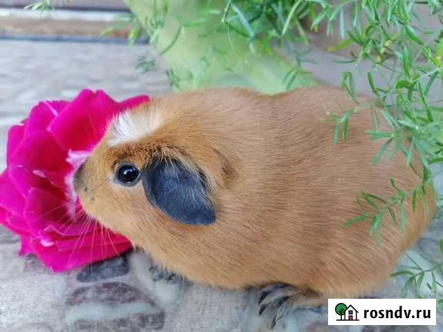 Морские свинки Славянск-на-Кубани - изображение 1