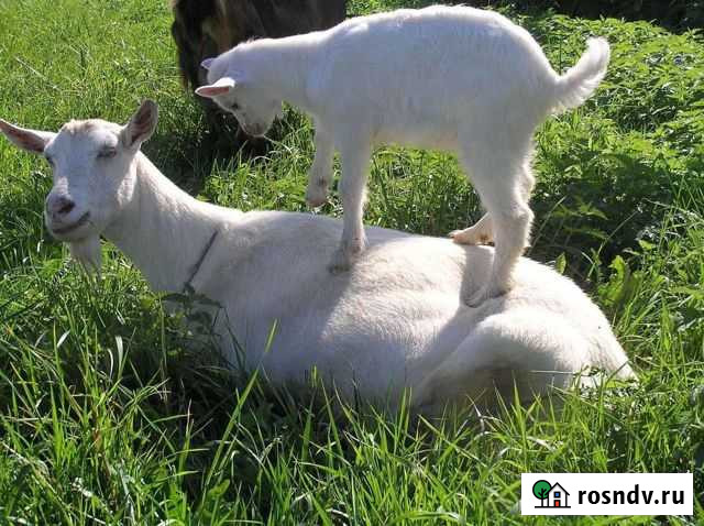 Козы козлята козёл Кизильское - изображение 1