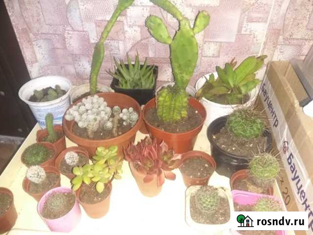 Кактусы Калининград - изображение 1