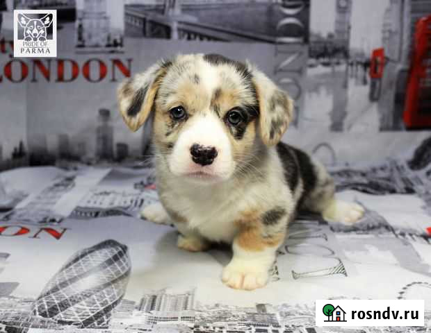 Кардиган щенки Волосово - изображение 1