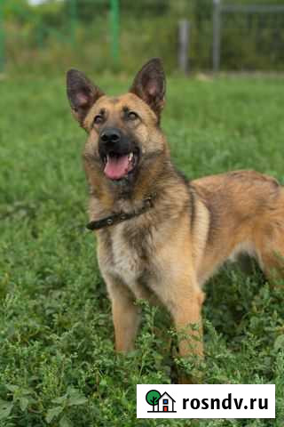 Метис овчарки Казань - изображение 1