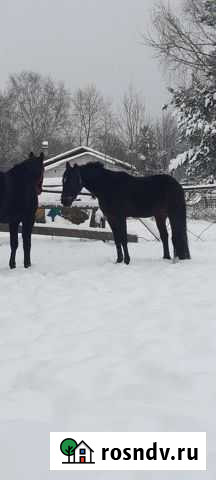 Чудо конь Красный Бор - изображение 1