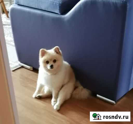 Ищем девочку для вязки, псу 3 года Можайск - изображение 1