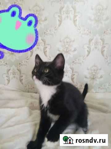 Котенок мальчик Ликино-Дулево - изображение 1