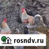 Продаю яйца и петушков билефельдеров Кубинка - изображение 1