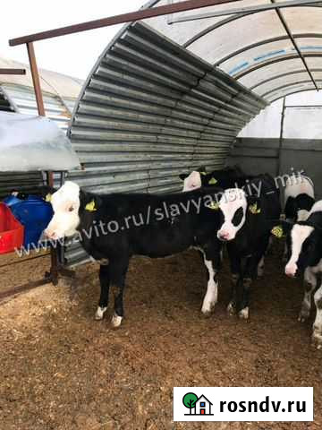 Бычки Полтавская - изображение 1