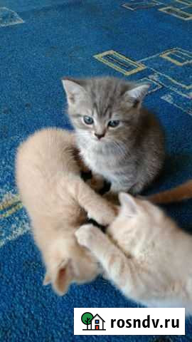 Кошки в добрые руки бесплатно Ялга - изображение 1