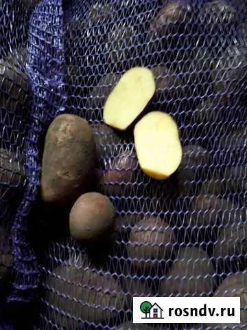 Продукты питания картофель Каменоломни - изображение 1