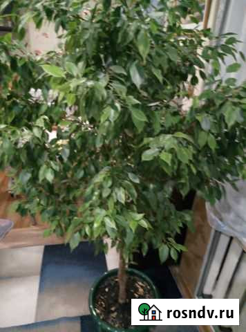 Фикус мелколистный Канск - изображение 1