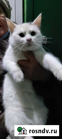Кошка в добрые руки Альметьевск - изображение 1