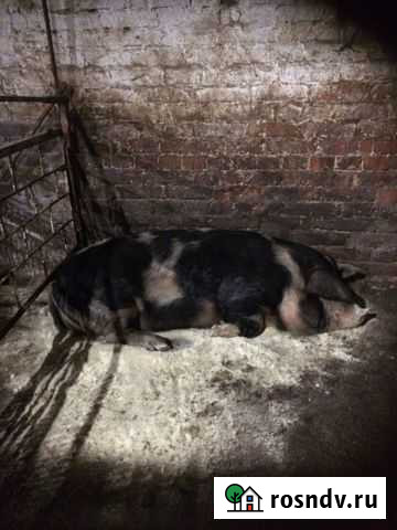 Поросенок Ижевск - изображение 1