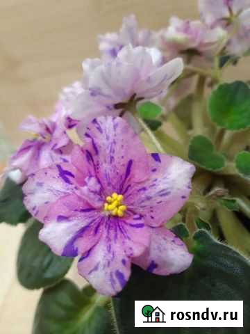 Фиалка Саранск - изображение 1