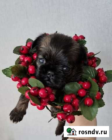 Щенки Бельгийского гриффона и пти брабансона Калининград - изображение 1