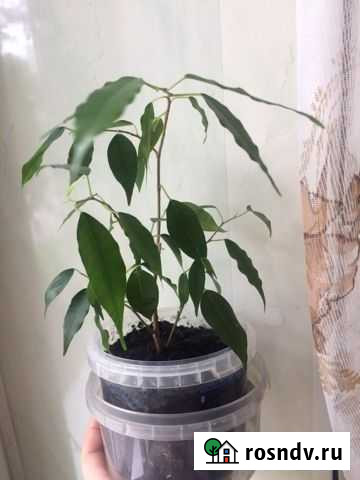 Фикус Бенджамина Балашиха - изображение 1