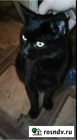 Кошечка и кот в добрые руки Иваново - изображение 1