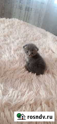 Шотландская вислоухая Чусовой - изображение 1