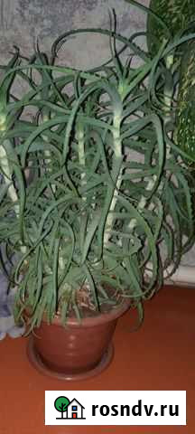 Алоэ Улан-Удэ - изображение 1