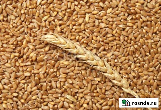 Пшеница Ливны - изображение 1