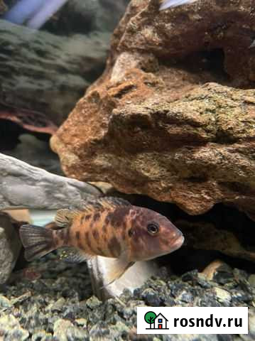 Рыбы цихлиды Новороссийск - изображение 1