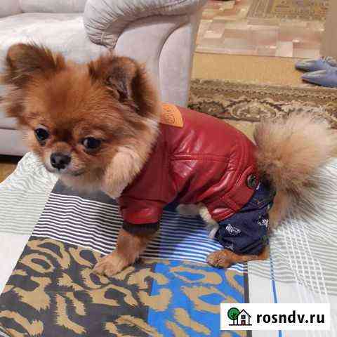 Чихуа вязка Волгоград