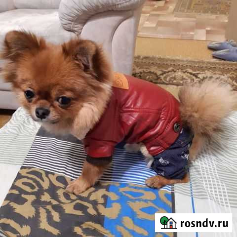 Чихуа вязка Волгоград - изображение 1