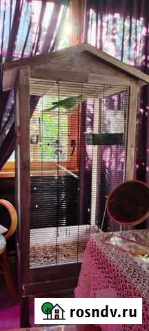 Ожереловый попугай Балашиха - изображение 1