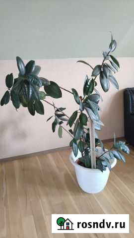 Фикус Чехов - изображение 1