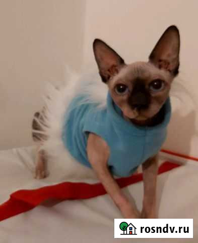 Канадские сфинксы Мурино - изображение 1