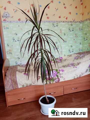 Пальма драцена Ирбит - изображение 1