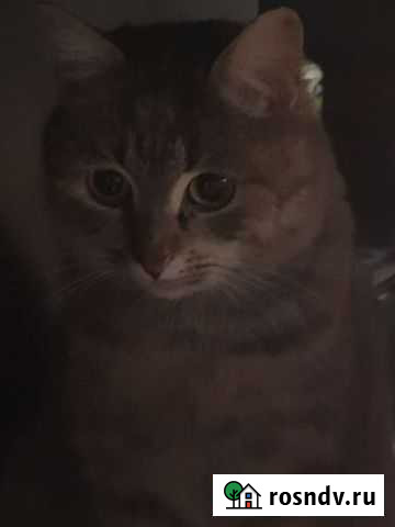 Кошка в дар Ржев - изображение 1