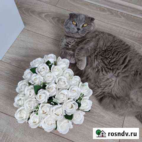 В добрые руки шотландская вислоухая кошка Тимашевск
