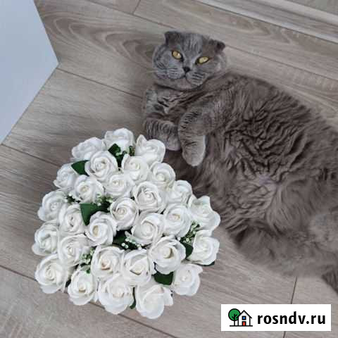 В добрые руки шотландская вислоухая кошка Тимашевск - изображение 1