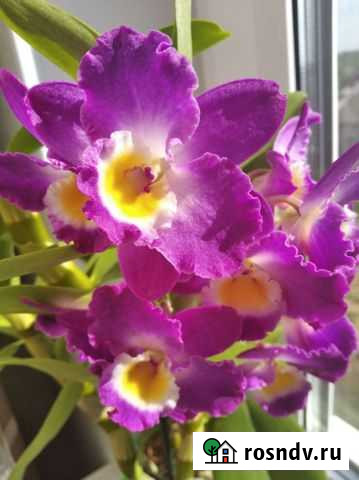 Дендробиум Нобиле Никологоры - изображение 1