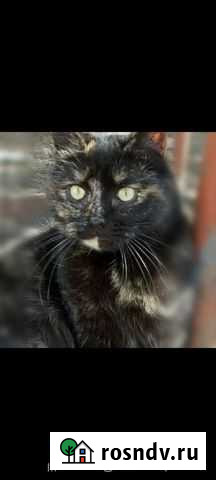 Кошка Саранск - изображение 1