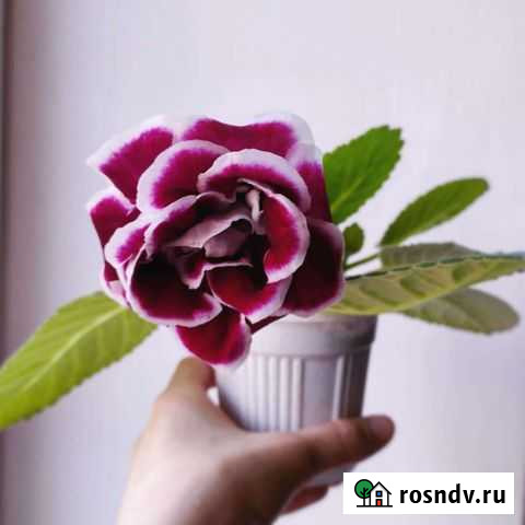 Глоксиния Астрахань - изображение 1